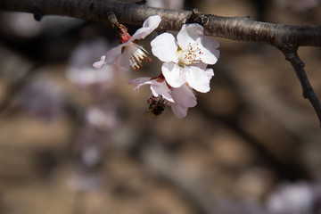 花瓣