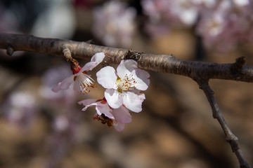 花瓣