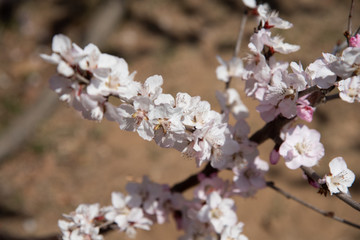 花瓣