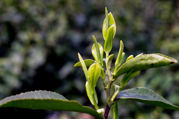 茶叶芽