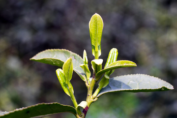 茶叶芽