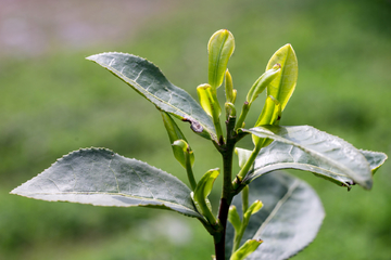 茶叶芽