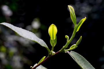 茶叶芽