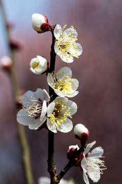 梅花