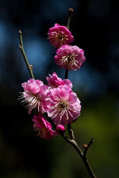 梅花