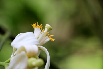 化州橘红花