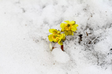 冰凌花