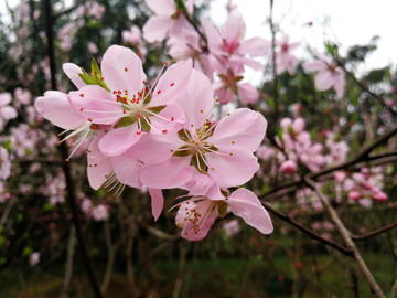 桃花