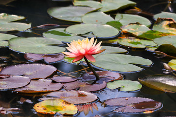 池中荷花