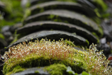 苔藓水珠