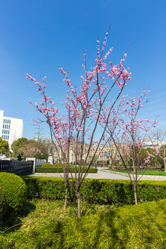 上海樱花