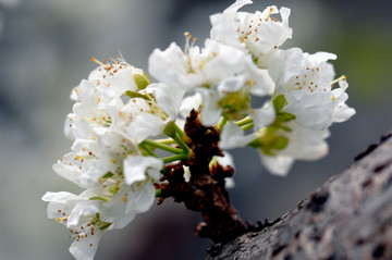 李子花