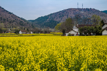 油菜花田