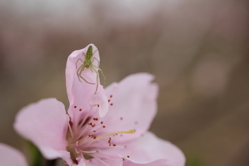 桃花