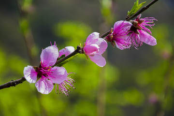 桃花