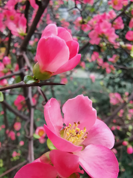 春天的鲜花