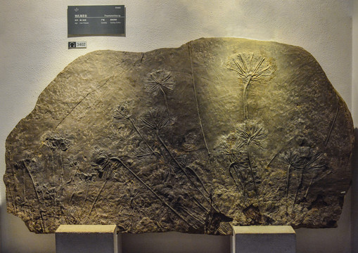 创孔海百合化石