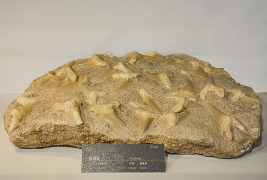 摩洛哥化石