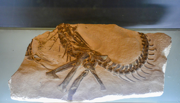 神州龙化石