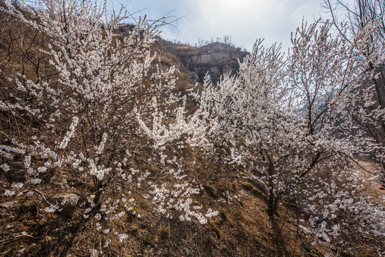 杏桃花