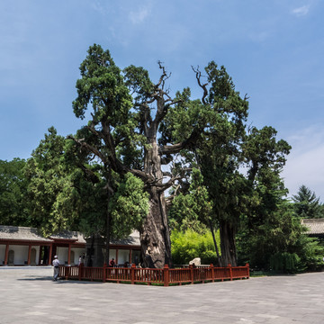 轩辕手植柏