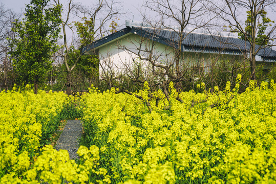 油菜花田