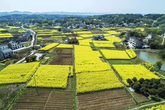 湖北宜都油菜花海航拍