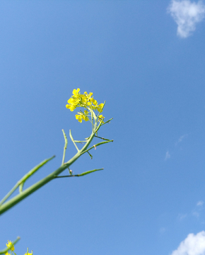 油菜花与蓝天