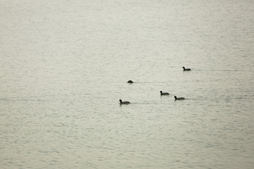 湖面水鸭