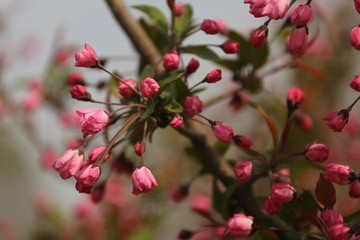 海棠花