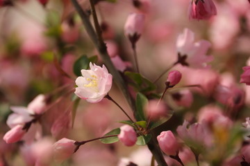 海棠花