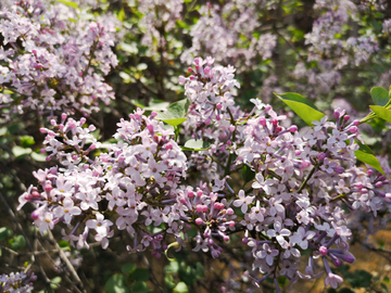 紫丁香花