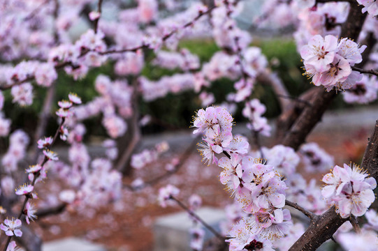 油杏树开花