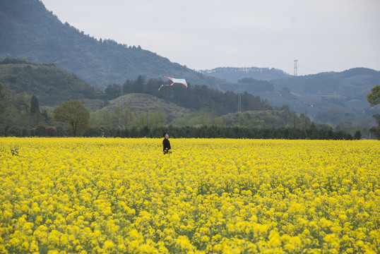 油菜花田