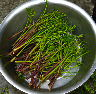 野芹菜