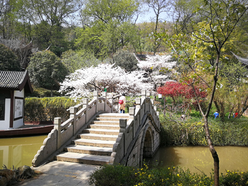 樱花树下