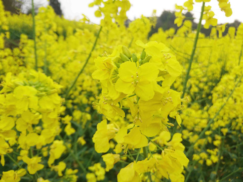 油菜花