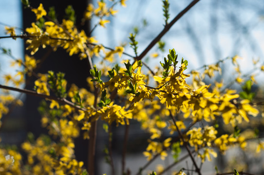 迎春花