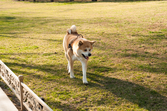 柴犬