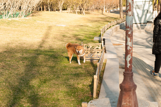 柴犬