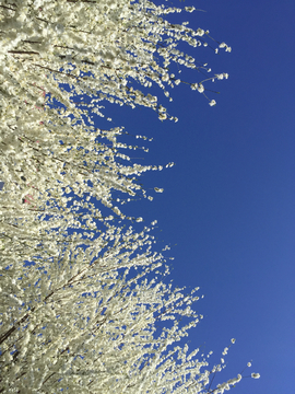 蓝天下的白色小花