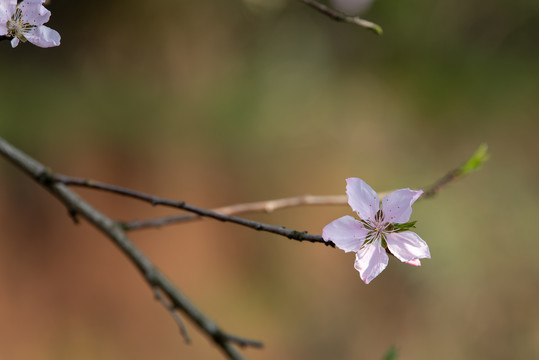 桃花