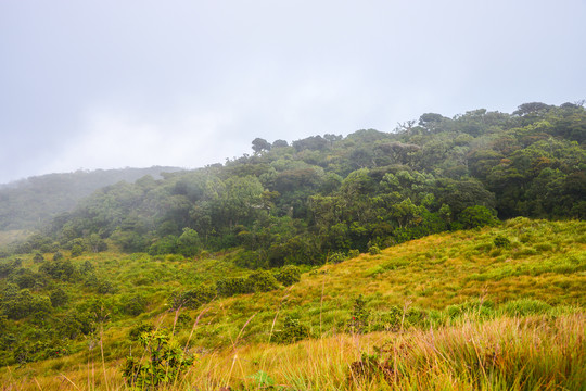 斯里兰卡热带雨林