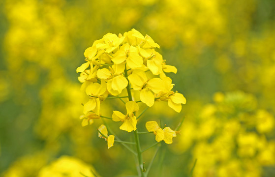 油菜花特写