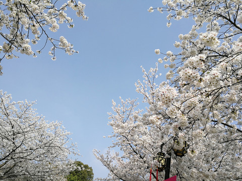 樱花