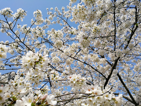 樱花