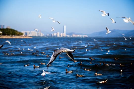 海鸥海景