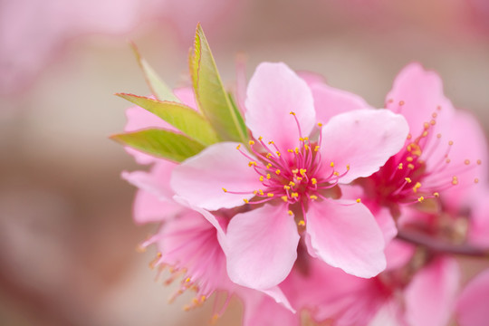 桃花