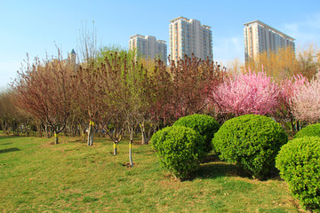 城市绿化