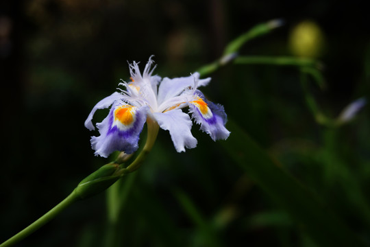 鸢尾花